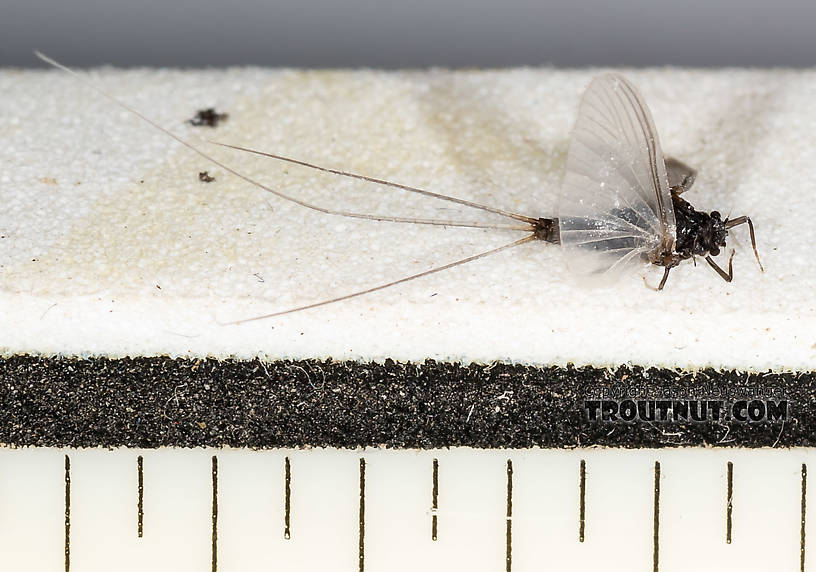 Every ruler mark is 1/16 inch.  Male Tricorythodes (Tricos) Mayfly Spinner from the Henry's Fork of the Snake River in Idaho