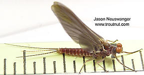 Male Ephemerella subvaria (Hendrickson) Mayfly Dun