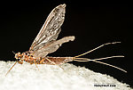 Female Ephemerellidae (Hendricksons, Sulphurs, PMDs, BWOs) Mayfly Dun