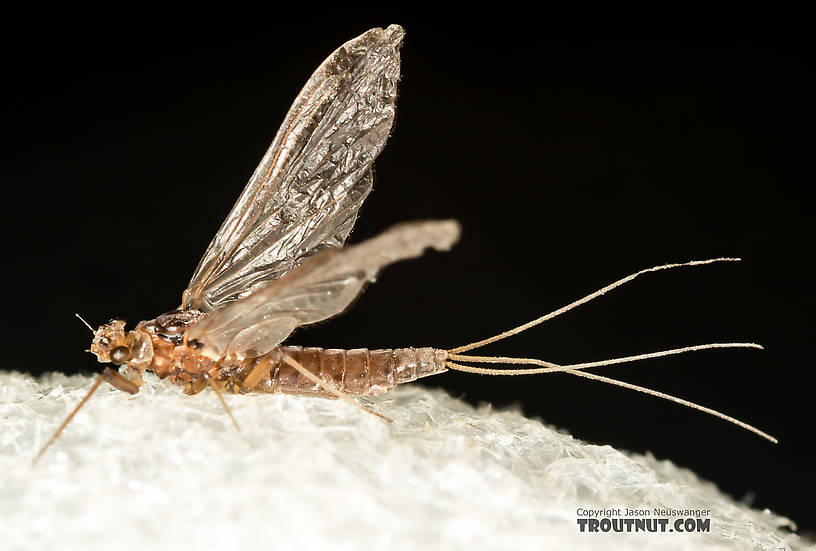 Female Ephemerellidae (Hendricksons, Sulphurs, PMDs, BWOs) Mayfly Dun from the Henry's Fork of the Snake River in Idaho