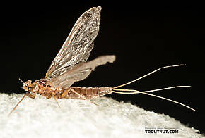 Female Ephemerellidae (Hendricksons, Sulphurs, PMDs, BWOs) Mayfly Dun