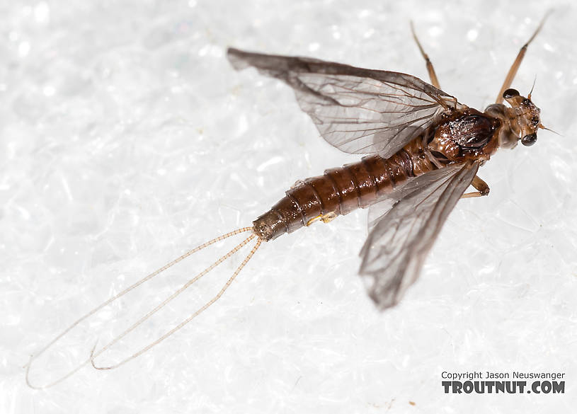 Female Ephemerellidae (Hendricksons, Sulphurs, PMDs, BWOs) Mayfly Dun from the Henry's Fork of the Snake River in Idaho