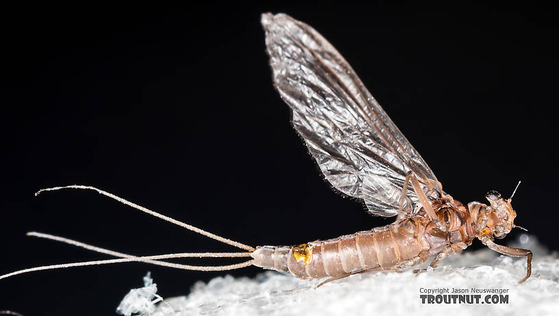 Female Ephemerellidae (Hendricksons, Sulphurs, PMDs, BWOs) Mayfly Dun from the Henry's Fork of the Snake River in Idaho