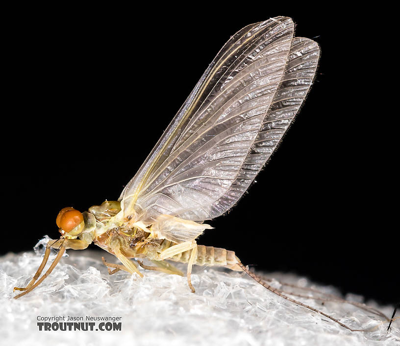 Male Ephemerellidae (Hendricksons, Sulphurs, PMDs, BWOs) Mayfly Dun from the Henry's Fork of the Snake River in Idaho