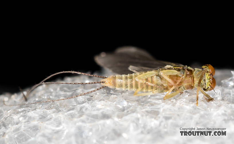 Male Ephemerellidae (Hendricksons, Sulphurs, PMDs, BWOs) Mayfly Dun from the Henry's Fork of the Snake River in Idaho