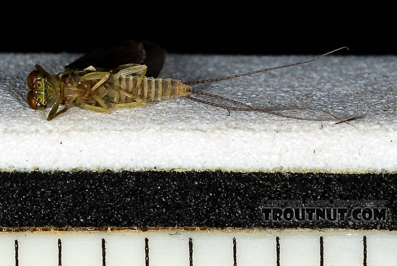 Each ruler mark is 1/16 inch.  Male Ephemerellidae (Hendricksons, Sulphurs, PMDs, BWOs) Mayfly Dun from the Henry's Fork of the Snake River in Idaho