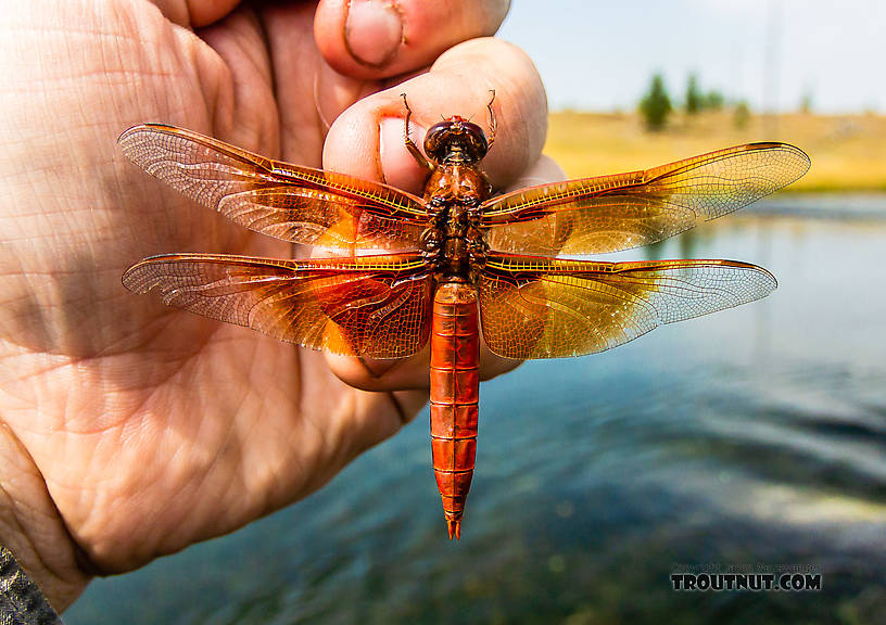 Libellulidae Dragonfly Adult from the Firehole River in Idaho