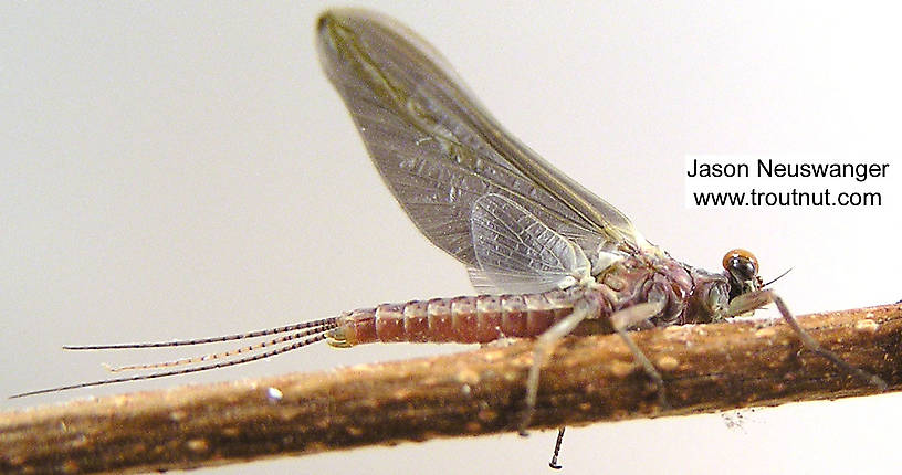 Male Ephemerella subvaria (Hendrickson) Mayfly Dun from the Namekagon River in Wisconsin