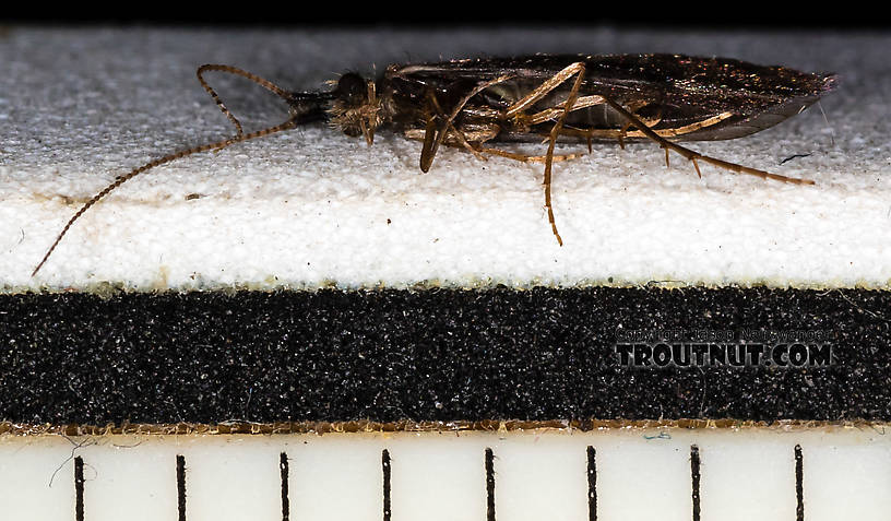 Each rule mark is 1/16 inch.  Male Lepidostoma (Little Brown Sedges) Little Brown Sedge Adult from the Henry's Fork of the Snake River in Idaho