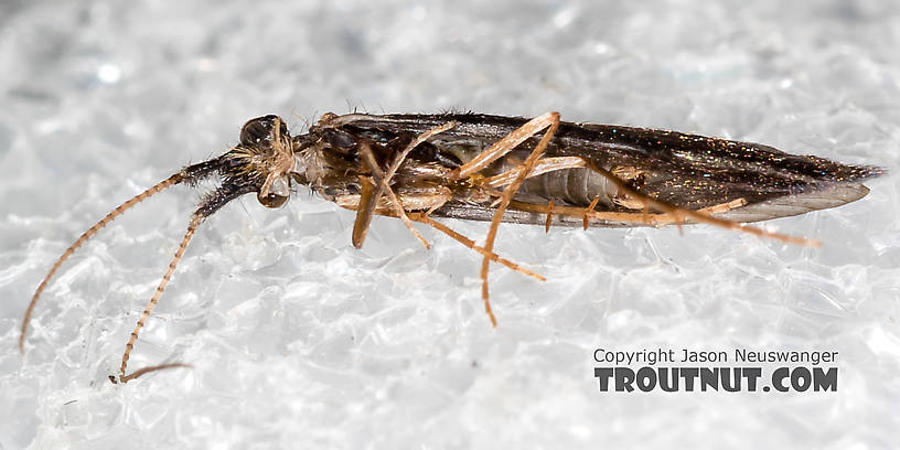 Male Lepidostoma (Little Brown Sedges) Little Brown Sedge Adult from the Henry's Fork of the Snake River in Idaho