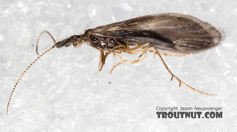 Male Lepidostoma (Little Brown Sedges) Little Brown Sedge Adult from the Henry's Fork of the Snake River in Idaho