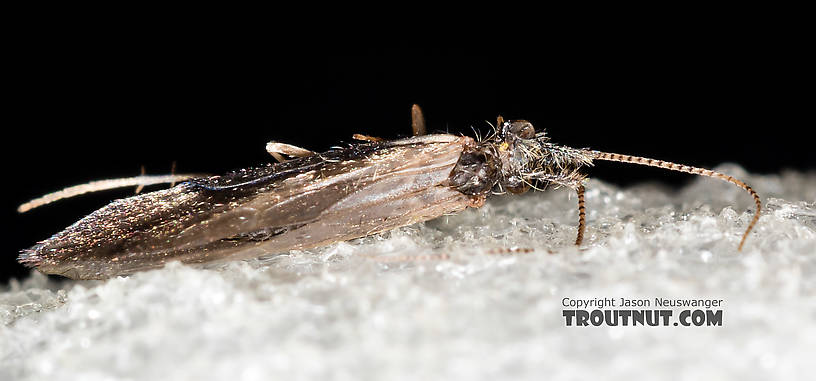 Male Lepidostoma (Little Brown Sedges) Little Brown Sedge Adult from the Henry's Fork of the Snake River in Idaho