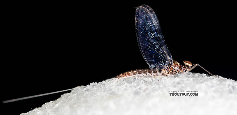 Male Callibaetis (Speckled Spinners) Mayfly Spinner from the Firehole River in Wyoming