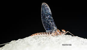 Male Callibaetis (Speckled Spinners) Mayfly Spinner