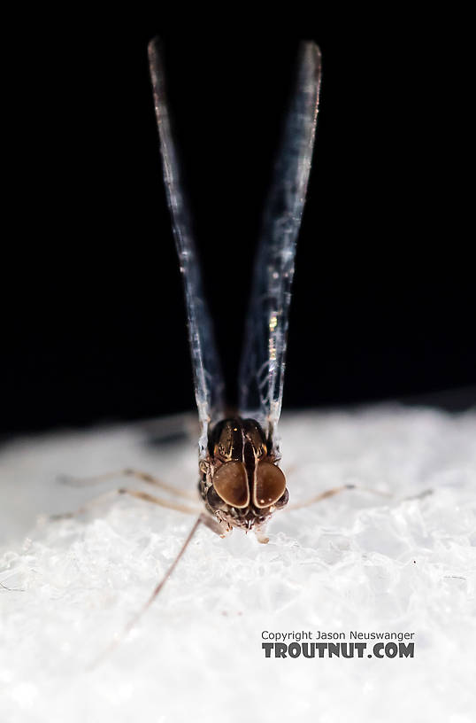 Male Callibaetis (Speckled Spinners) Mayfly Spinner from the Firehole River in Wyoming