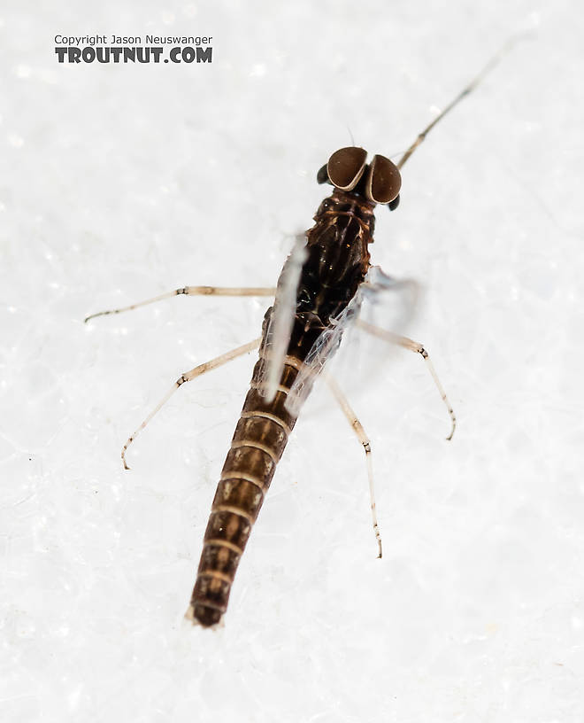 Male Callibaetis (Speckled Spinners) Mayfly Spinner from the Firehole River in Wyoming