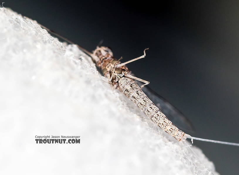 Male Callibaetis (Speckled Spinners) Mayfly Spinner from the Firehole River in Wyoming