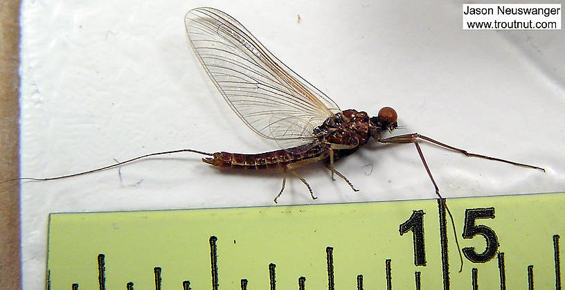 Male Ephemerella subvaria (Hendrickson) Mayfly Spinner from unknown in Wisconsin