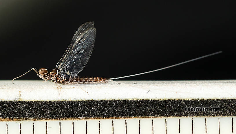 Each length mark is 1/16 inch.  Male Callibaetis (Speckled Spinners) Mayfly Spinner from the Firehole River in Wyoming