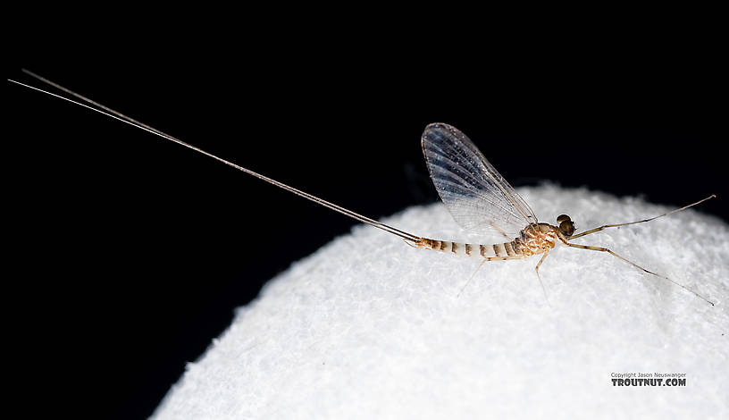 Male Cinygmula (Dark Red Quills) Mayfly Spinner from Rock Creek in Montana