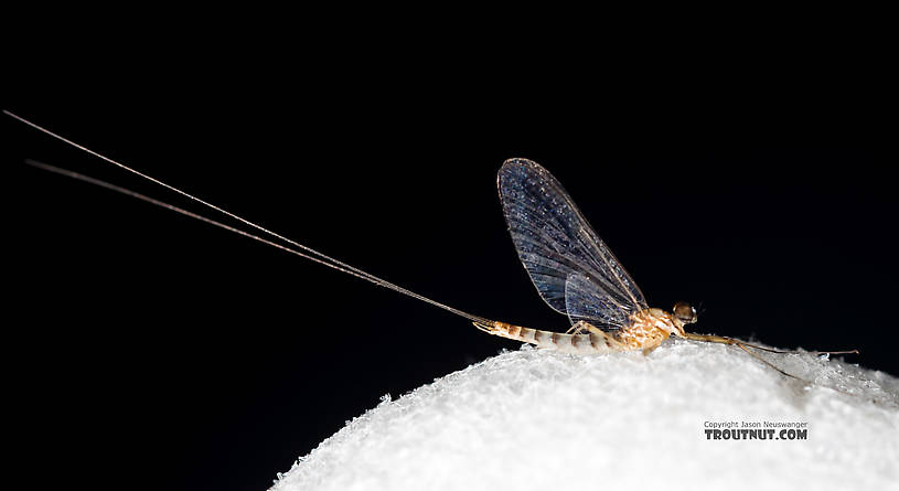 Male Cinygmula (Dark Red Quills) Mayfly Spinner from Rock Creek in Montana