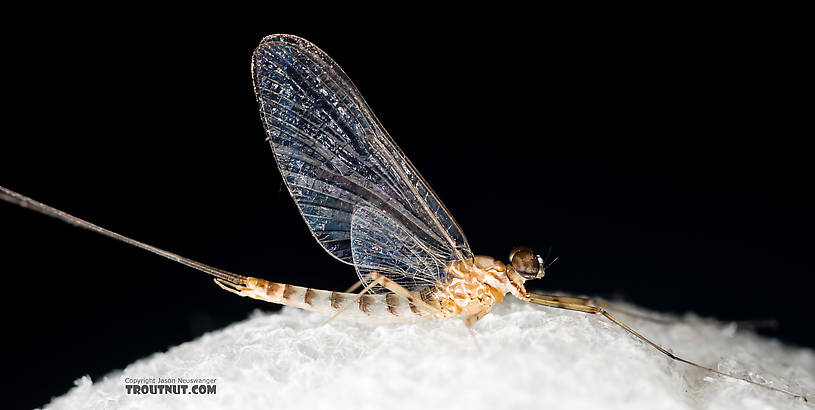 Male Cinygmula (Dark Red Quills) Mayfly Spinner from Rock Creek in Montana