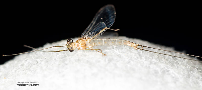 Male Cinygmula (Dark Red Quills) Mayfly Spinner from Rock Creek in Montana