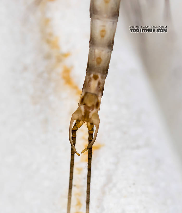 Male Cinygmula (Dark Red Quills) Mayfly Spinner from Rock Creek in Montana