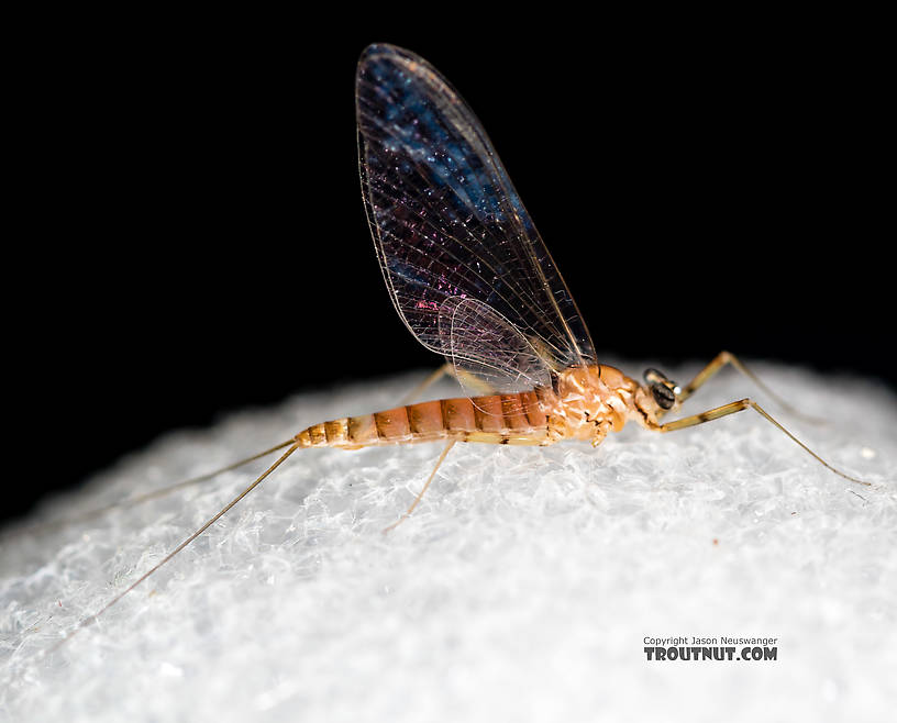 Female Cinygmula (Dark Red Quills) Mayfly Spinner from Rock Creek in Montana