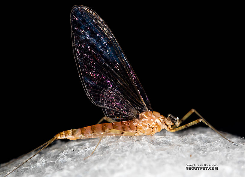 Female Cinygmula (Dark Red Quills) Mayfly Spinner from Rock Creek in Montana