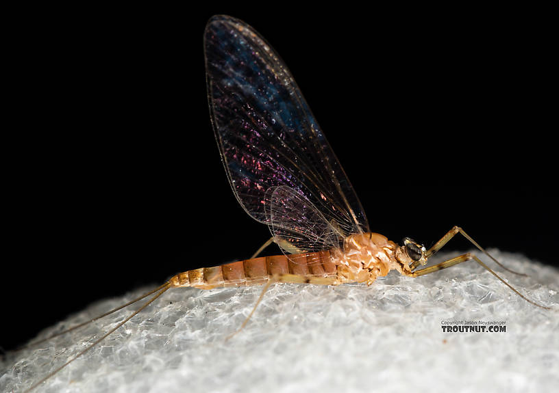 Female Cinygmula (Dark Red Quills) Mayfly Spinner from Rock Creek in Montana