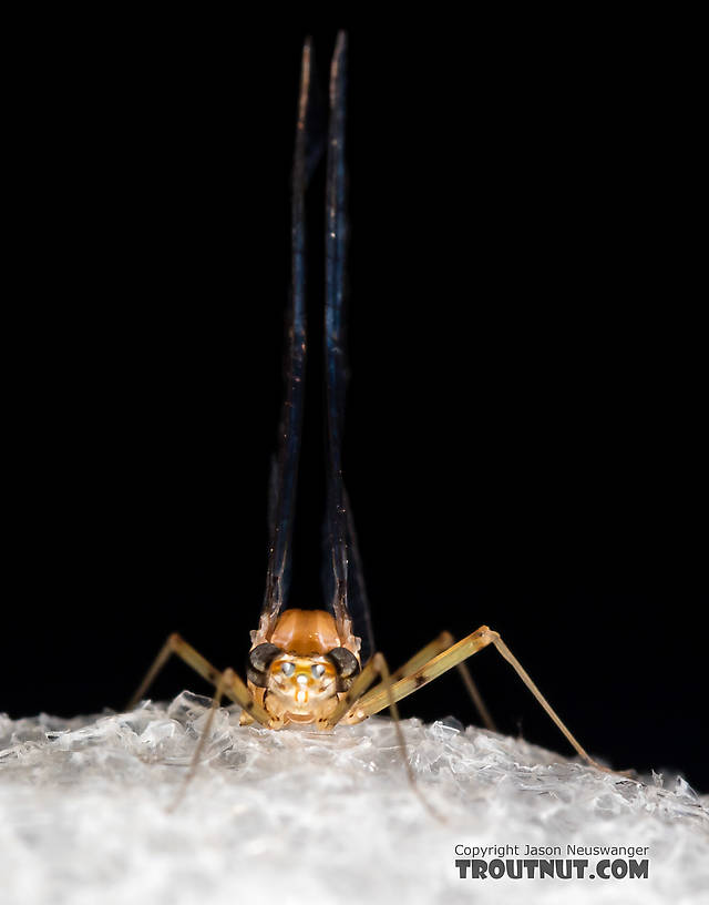 Female Cinygmula (Dark Red Quills) Mayfly Spinner from Rock Creek in Montana