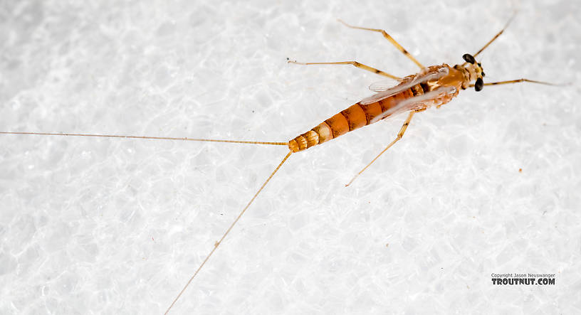 Female Cinygmula (Dark Red Quills) Mayfly Spinner from Rock Creek in Montana