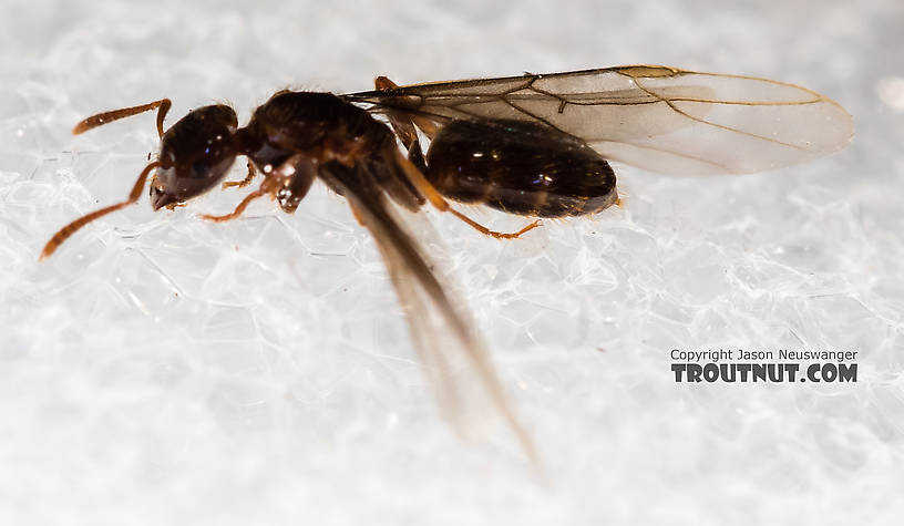 Female Formicidae (Ants) Ant Adult from Mystery Creek #227 in Montana