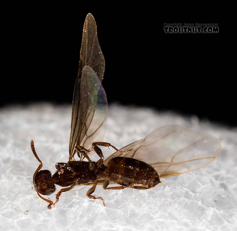 Female Formicidae (Ants) Ant Adult from Mystery Creek #227 in Montana