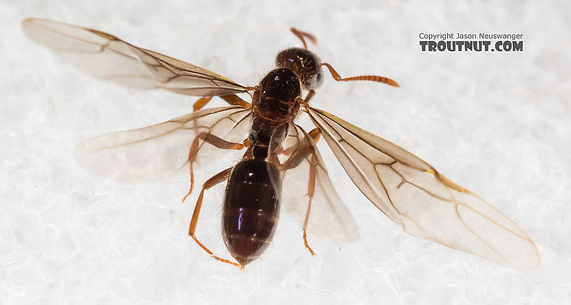 Female Formicidae (Ants) Ant Adult from Mystery Creek #227 in Montana