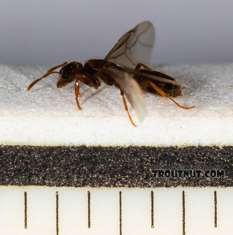 Each ruler mark is 1/16 inch  Female Formicidae (Ants) Ant Adult from Mystery Creek #227 in Montana