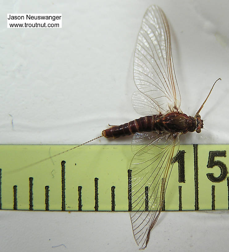 Female Ephemerella subvaria (Hendrickson) Mayfly Spinner from unknown in Wisconsin