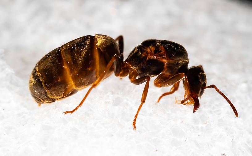 Female Formicidae (Ants) Ant Adult from Mystery Creek #227 in Montana