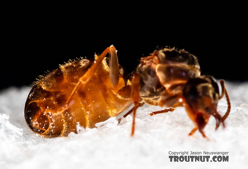 Female Formicidae (Ants) Ant Adult from Mystery Creek #227 in Montana