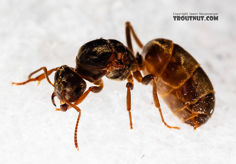 Female Formicidae (Ants) Ant Adult from Mystery Creek #227 in Montana