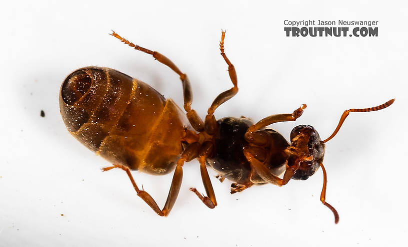 Female Formicidae (Ants) Ant Adult from Mystery Creek #227 in Montana