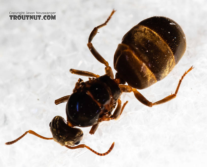 Female Formicidae (Ants) Ant Adult from Mystery Creek #227 in Montana