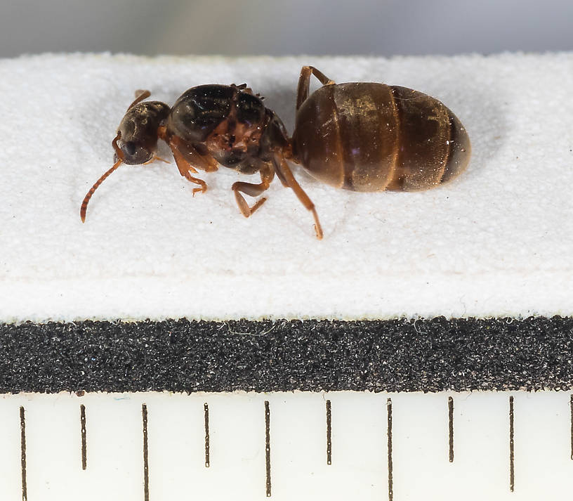 Each ruler mark is 1/16 inch.  Female Formicidae (Ants) Ant Adult from Mystery Creek #227 in Montana