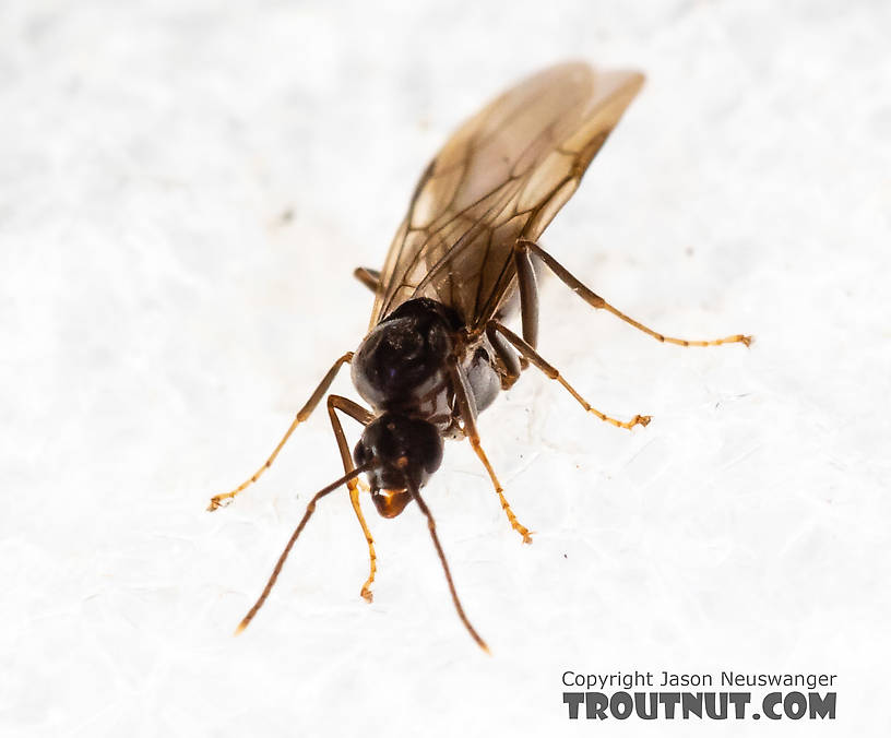 Formicidae (Ants) Ant Adult from Mystery Creek #227 in Montana