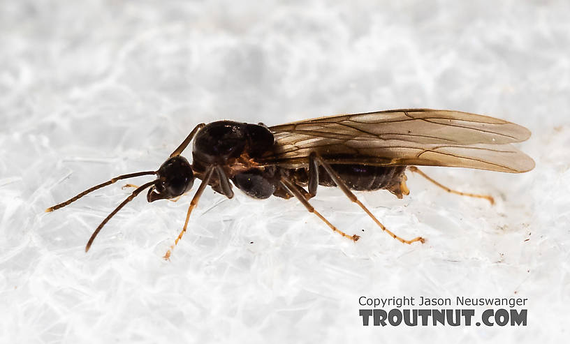 Formicidae (Ants) Ant Adult from Mystery Creek #227 in Montana