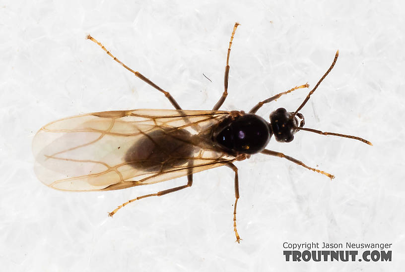 Formicidae (Ants) Ant Adult from Mystery Creek #227 in Montana