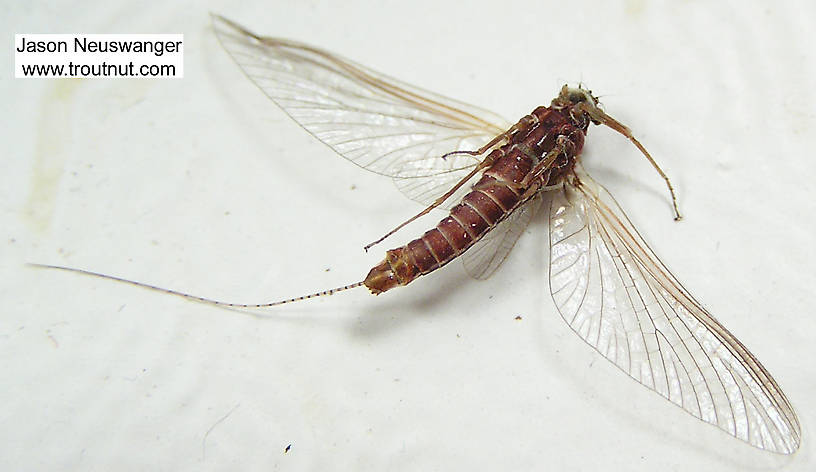 Female Ephemerella subvaria (Hendrickson) Mayfly Spinner from unknown in Wisconsin