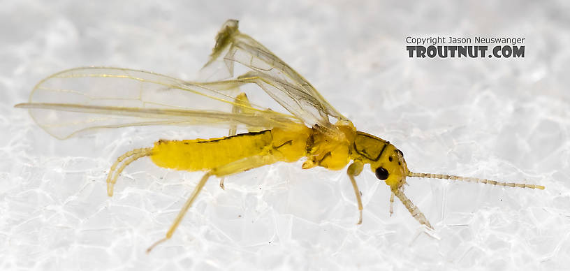 Chloroperlidae (Sallflies) Stonefly Adult from Mystery Creek #227 in Montana