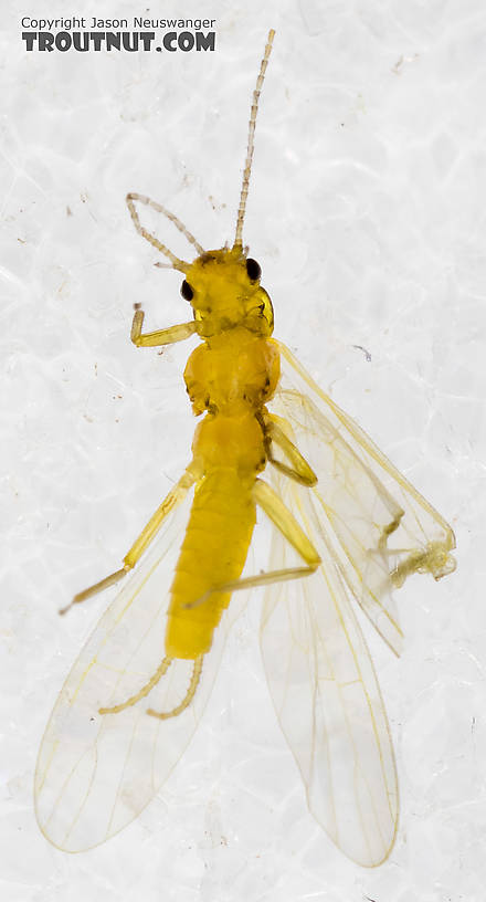 Chloroperlidae (Sallflies) Stonefly Adult from Mystery Creek #227 in Montana